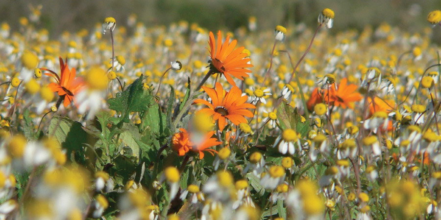 west coast flowers